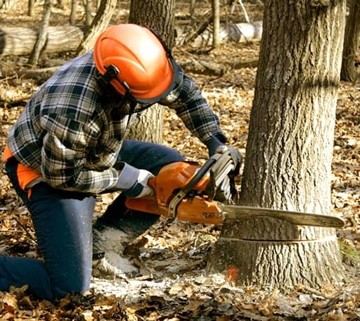 Tree Removal in Nazareth, MI